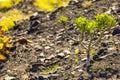 Life amidst the rocks: The resilience of mountain grass Royalty Free Stock Photo