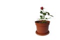 Single little potted rose isolated on white