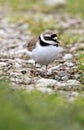 Single Little Ringed Plover bird on grassy wetlands during a spring nesting period Royalty Free Stock Photo