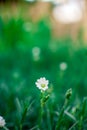 Single Little Small White Flower In Green Grass Bokeh