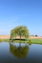 Single little weeping willow tree near pond Royalty Free Stock Photo