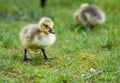 Canada Goose chicks under mom`s care. Royalty Free Stock Photo