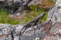 Lizard basking in the afternoon sunlight on a rock Royalty Free Stock Photo