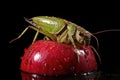 a single locust on an apple, showing its details and damage Royalty Free Stock Photo
