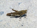 Single locust in the desert