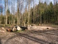 Single logs of cut down trees. Royalty Free Stock Photo