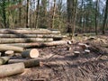 Single logs of cut down trees. Royalty Free Stock Photo
