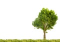 Single London plane tree in green grass