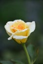 Single Lone Budding Yellow Rose Beginning to Flower Royalty Free Stock Photo