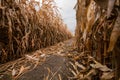 A Single Lone Path in a Corn Maze During the Fall Time Royalty Free Stock Photo