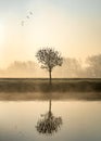 Single lone tree at dawn sunrise standing on river bank with mist and fog rising from canal birds flying above reflected in calm s