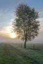 A single lone tree during a foggy morning sunrise Royalty Free Stock Photo