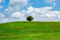 Single tree on green grass hill with blue sky - Vista View Park, Davie, Florida, USA Royalty Free Stock Photo