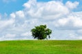 Single tree on green grass hill with blue sky - Vista View Park, Davie, Florida, USA Royalty Free Stock Photo