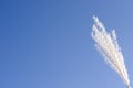 Single lone white reed plant stem against a blue sky Royalty Free Stock Photo