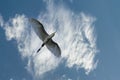 Single lonely bird and colorful cloudy sky