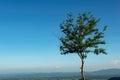 Single lonely green tree with blue sky with hill mountain natural background