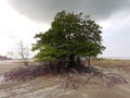 Single lonely mangrove tree on the deforested mangrove forest beach during low tide period with dead tree and cloudy sky, Malaysia