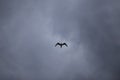 A single lonely seagull bird with spread wings flying in the sky with dramatic grey clouds in the background Royalty Free Stock Photo