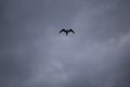 A single lonely seagull bird with spread wings flying in the sky with dramatic grey clouds in the background Royalty Free Stock Photo