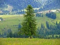 Single, lonely spruce high in green mountains