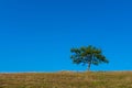 Single lonely tree on a field under the clear blue sky during daylight Royalty Free Stock Photo