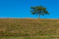 Single lonely tree on a field under the clear blue sky during daylight Royalty Free Stock Photo