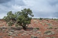 Single lonely tree growing in the middle of desert