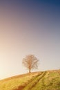 A single lonely tree on top of the hill Royalty Free Stock Photo