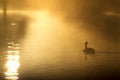 Single Lonesome Goose Swims Quietly At Sunrise On Mistly Lake