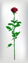 Single long stem red Rose. Hand drawn.Vector illustration. Royalty Free Stock Photo