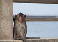 Long Tailed Macaque or Crab Eating Macaque Macaca Fascicularis Tropical Monkey.