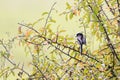 Single Long Tailed Tit (Aegithalos caudatus) perching in a black