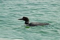 A single Loon in Maine Royalty Free Stock Photo