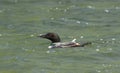 A single Loon in Maine Royalty Free Stock Photo