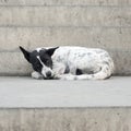 Single lost strayed dog on street Royalty Free Stock Photo