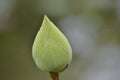 Single lotus bud