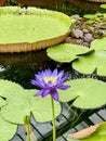 Single Lotus Flower and Giant Lily Pad Royalty Free Stock Photo