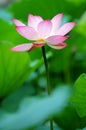Single lotus flower between the greed lotus pads Royalty Free Stock Photo