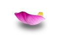 Single lotus petal or single sacred lotus petal isolated on white background Royalty Free Stock Photo