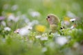 Single lovebird parrot in the meadow Royalty Free Stock Photo