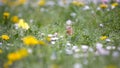 Single lovebird parrot in the meadow Royalty Free Stock Photo