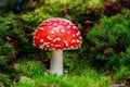 A single lucky red mushroom in soft damp moss. A red toadstool stands for luck and prosperity. This is still a young mushroom in Royalty Free Stock Photo