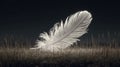 A single, luminous white feather rests in dry grass against a dark backdrop Royalty Free Stock Photo