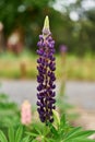 Single lupine flower captured in the park during the walk.