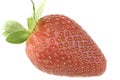 Single luscious ripe red strawberry Royalty Free Stock Photo