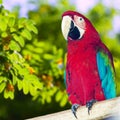 macaw papagay against nature Royalty Free Stock Photo