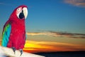 macaw papagay against sunset sky Royalty Free Stock Photo