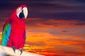 Single macaw papagay Royalty Free Stock Photo