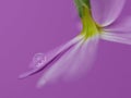 Abstract macro of pink / purple flower with water droplet with reflection of flower Royalty Free Stock Photo